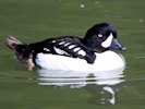 Barrow's Goldeneye (WWT Slimbridge May 2015) - pic by Nigel Key